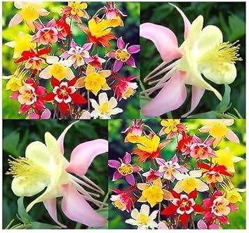 mixedcolumbineflowerheirloomnongmo flower seeds