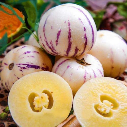 Weiße Bio-Ginseng-Melonensamen, alte Sorte, gentechnikfrei, hohe Keimrate, Bio-Gartensamen zum Pflanzen