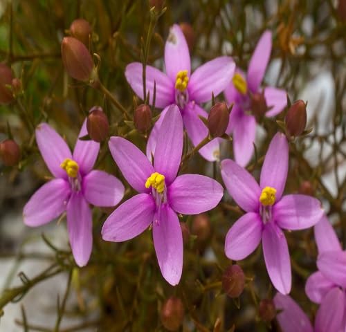 Pink Gentian Flower Seeds – Heirloom, Non-GMO High Germination Seeds for Planting | Organic Garden Seeds