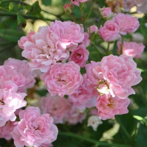 Pink Rosa Banksiae Flower Seeds for Planting – Heirloom Non-GMO High Germination Organic Garden Seeds