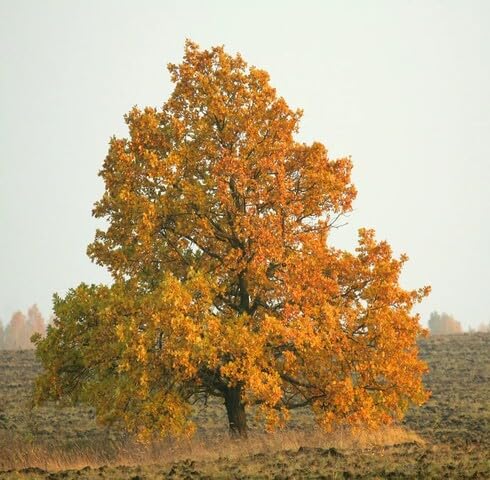 yellow oak flower seeds