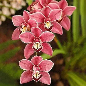mixed orchid flower seeds