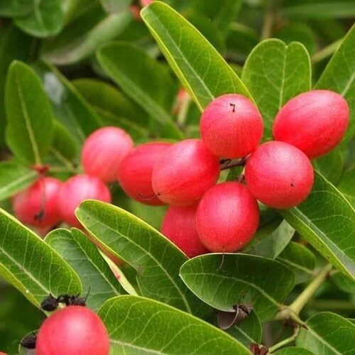 Red Carandas Seeds – Heirloom, Non-GMO, High Germination Organic Garden Seeds