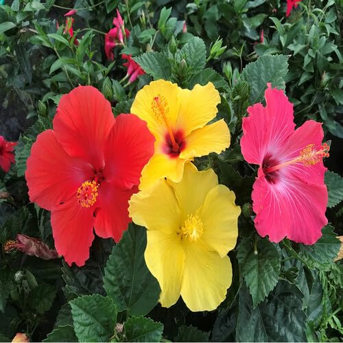 mixed hibiscus flower seeds
