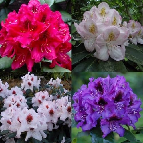 Rhododendron Flower Seeds Mixed – Heirloom, Non-GMO, High Germination Organic Garden Seeds for Planting