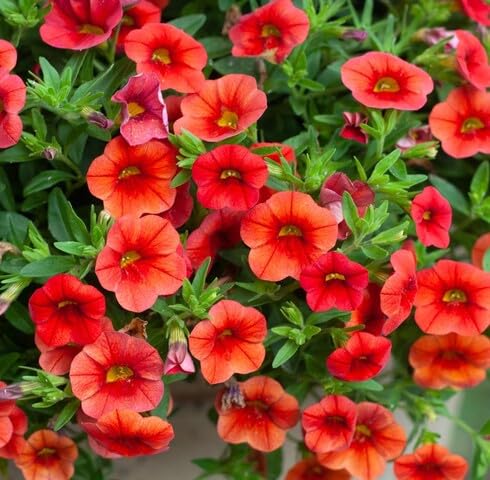 Orange Calibrachoa Flower Seeds – Heirloom Non-GMO High Germination Organic Garden Seeds