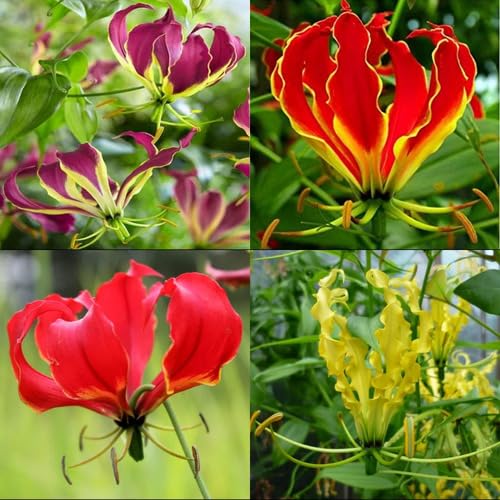 Mixed Gloriosa Flower Seeds – Heirloom, Non-GMO, High Germination Seeds