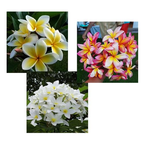 Mixed Plumeria Alba Flower Seeds Heirloom Non-GMO High Germination Organic Garden Seeds for Planting