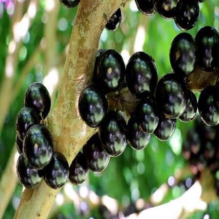 Jabuticaba Fruit Seeds – Heirloom, Non-GMO, High Germination Organic Garden Seeds