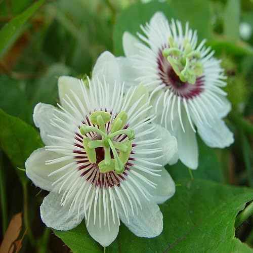White Passion Flower Seeds – Heirloom, Non-GMO, High Germination Organic Garden Seeds