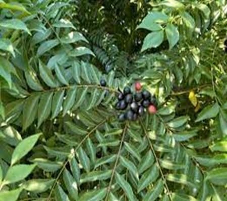 Curryleaf Seeds – Heirloom, Non-GMO, High Germination Organic Garden Seeds Planting