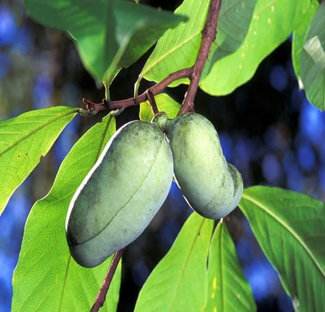 Pawpaw Seeds – Heirloom, Non-GMO, High Germination Organic Garden Seeds