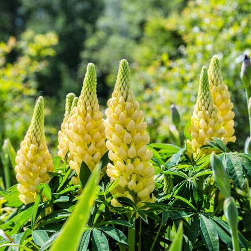 Yellow Lupine Flower Seeds – Heirloom, Non-GMO, High Germination Organic Seeds