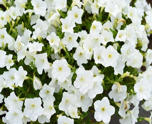 Petunia Flower Seeds White – Heirloom, Non-GMO, High Germination Organic Garden Seeds for Planting, Seeds for Planting