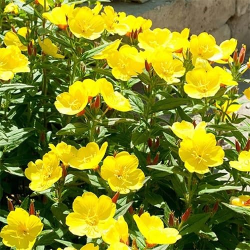 Yellow Primrose Auricula Flower Seeds – Heirloom, Non-GMO, High Germination Organic Garden Seeds for Planting.