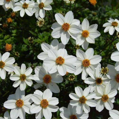 White Bidens Flower Seeds for Planting – Heirloom Non-GMO High Germination Organic Garden Seeds