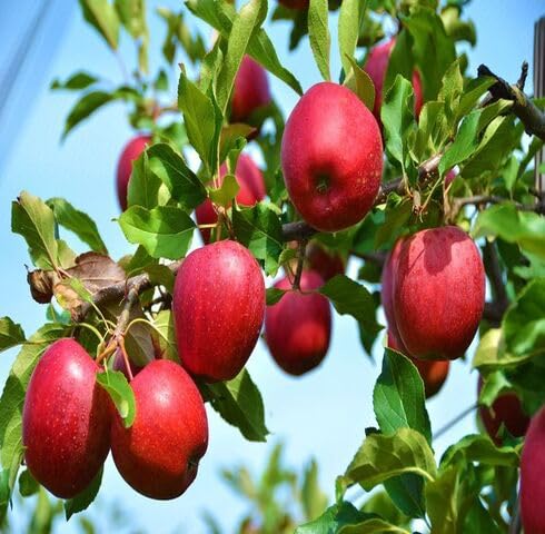 Red Apple Seeds – Heirloom, Non-GMO, High Germination Organic Garden Seeds