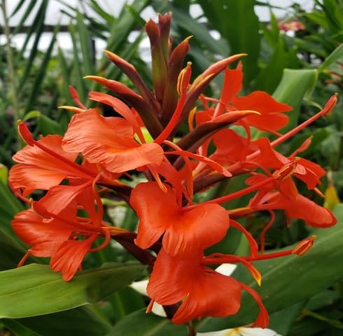 Red Hedychium Flower Seeds – Heirloom Non-GMO High Germination Organic Garden Seeds for Planting