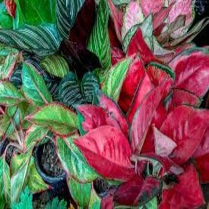 mixed aglaonema flower seeds