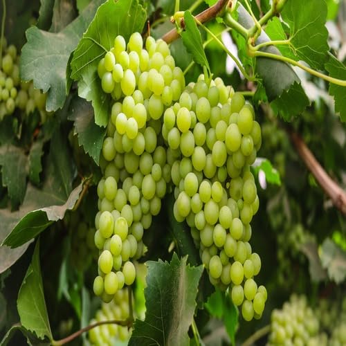Green Grape Seeds – Heirloom, Non-GMO, High Germination Organic Garden Seeds