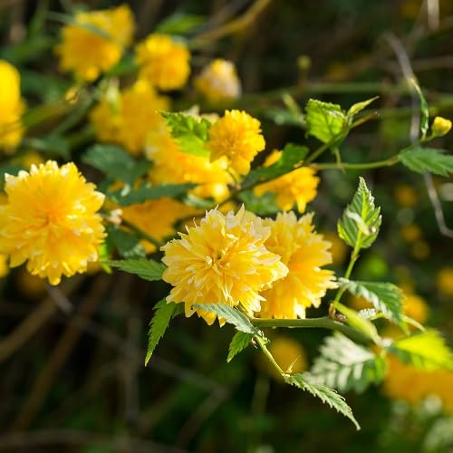 Yellow Climbing Kerria Flower Seeds – Heirloom Non-GMO High Germination Organic Seeds