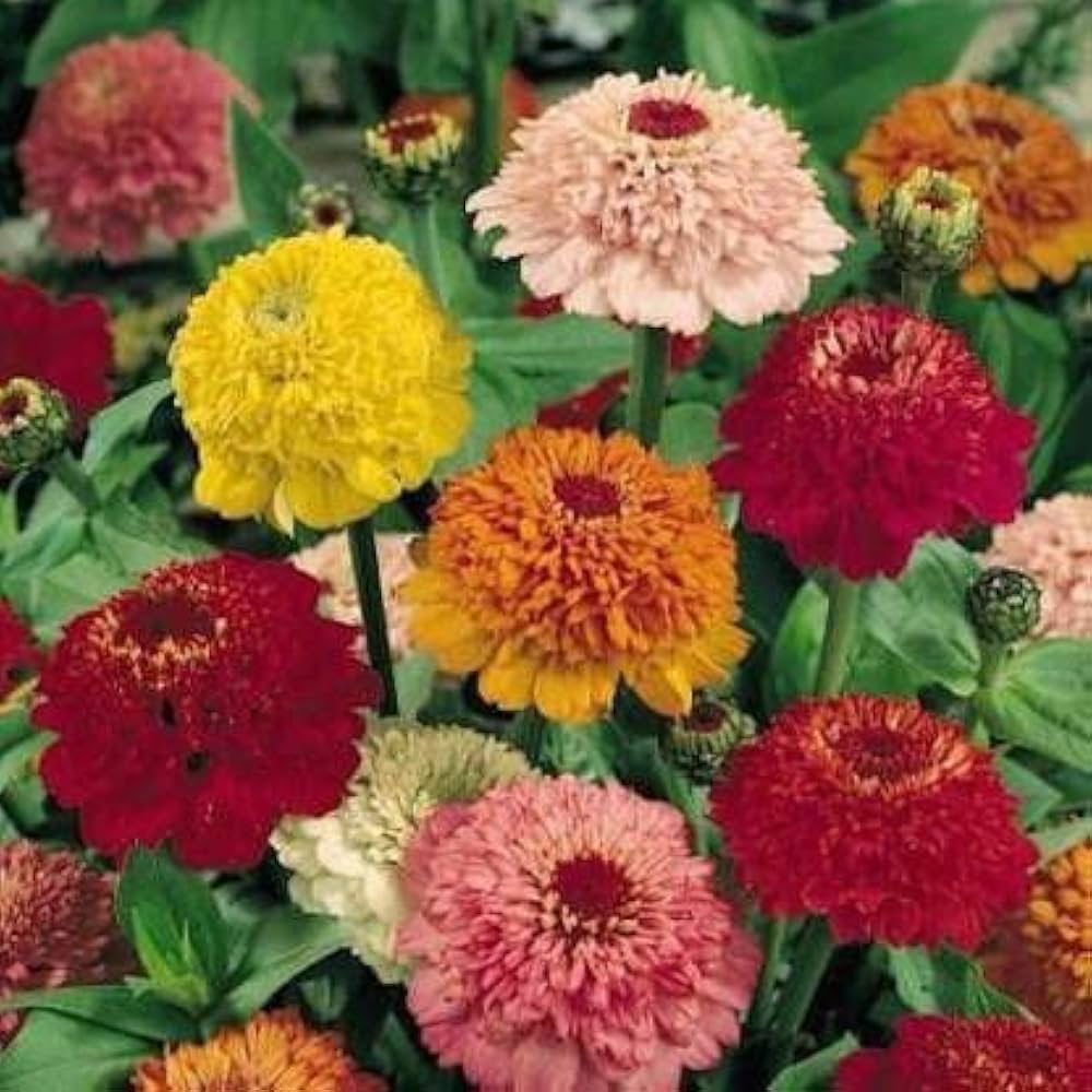 mix zinnia flower seeds