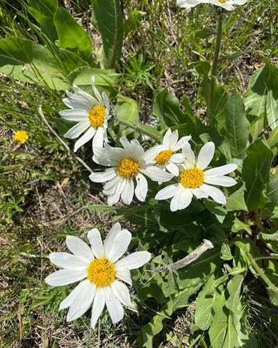Wyethia Flower Seeds – Heirloom Non-GMO High Germination Organic Garden