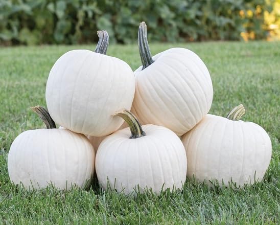 Pumpkin Seeds – Heirloom, Non-GMO, High Germination Organic Garden Seeds Planting