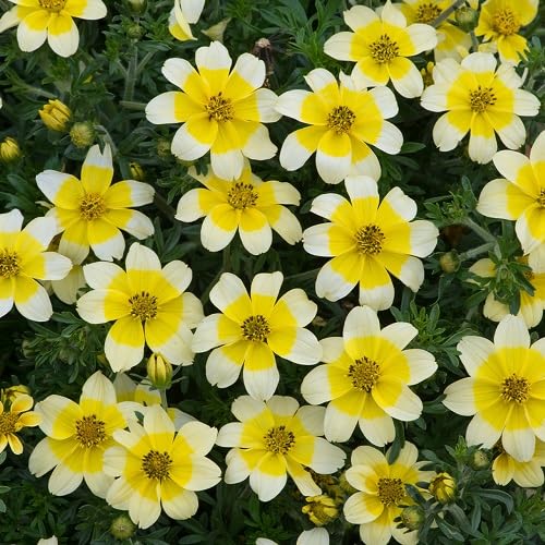 Brookfield Seeds Bidens Flower Seeds