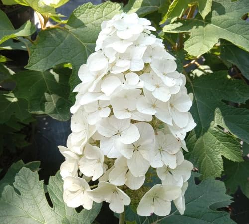 White Quercifolia Flower Seeds Heirloom Non-GMO High Germination Organic Garden Seeds