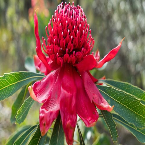 Red Waratah Flower Seeds Heirloom Non-GMO High Germination Organic Garden Seeds for Planting