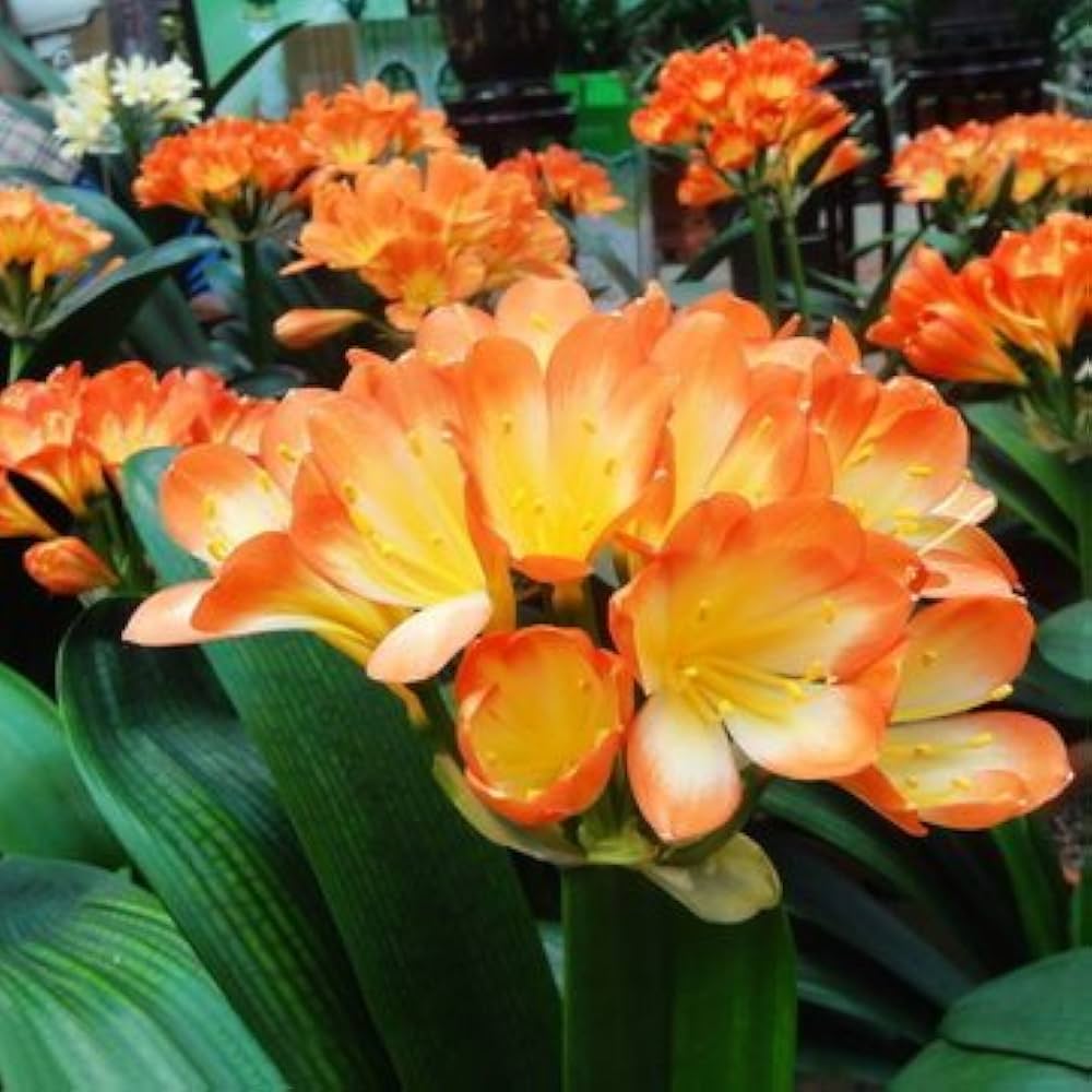 klivie clivia flower seeds