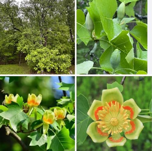 greenliriodendrontulipiferatreeheirloomnongmo flower seeds