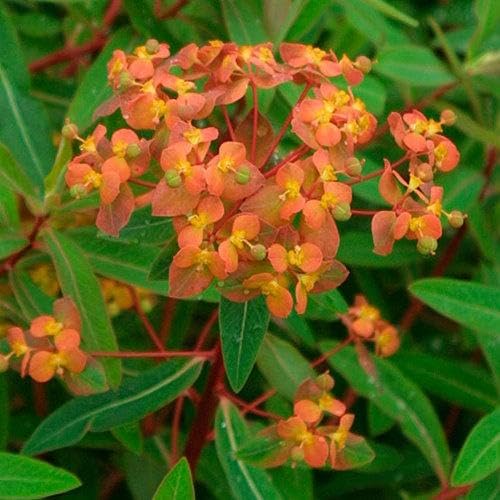Red Griffithii Flower Seeds – Heirloom Non-GMO High Germination Organic Garden Seeds for Planting
