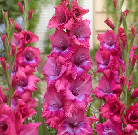 pink gladiolus flower seeds