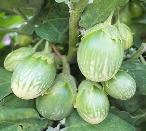 Green Eggplant Seeds – Heirloom, Non-GMO, High Germination Organic Garden Seeds Planting