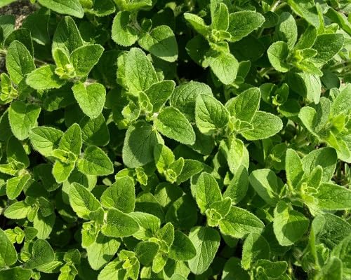 Perennial Oregano Plant Seeds Heirloom Non-GMO High Germination Organic Garden Seeds