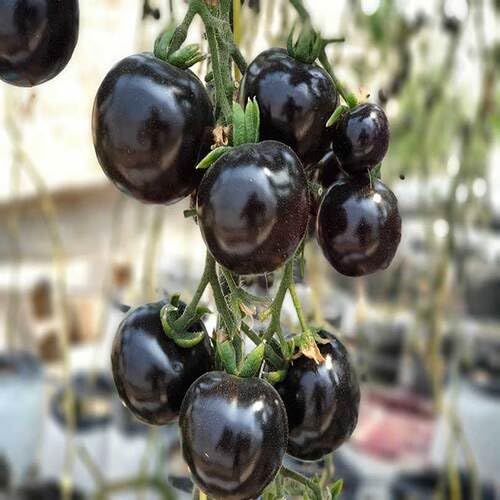 Black Tomato Seeds – Heirloom, Non-GMO, High Germination Organic Garden Seeds Planting