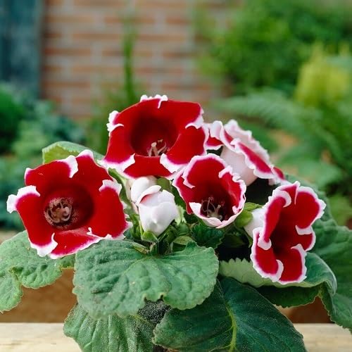 Gloxinia Flower Seeds Red – Heirloom Non-GMO High Germination Organic Garden Seeds for Planting