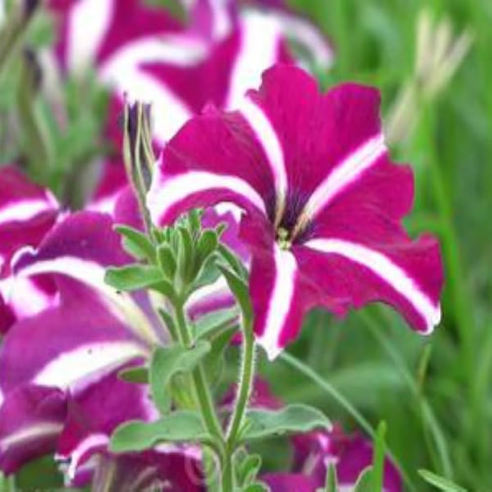 hulahoop rose flower seeds