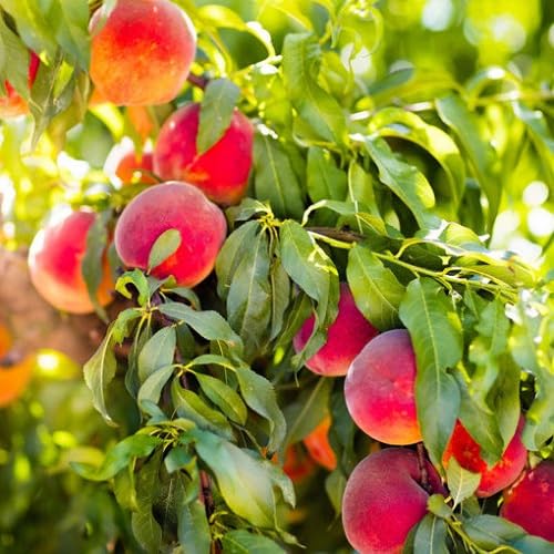 Zwerg-Pfirsichbaum Rosa Samen – Alte Sorte, Non-GMO, Organische Gartensamen mit hoher Keimrate