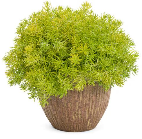 greensedumheirloomnongmo flower seeds