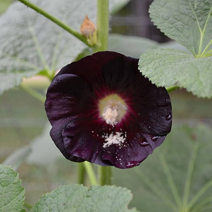 Hollyhock Flower Seeds Maroon – Heirloom, Non-GMO, High Germination Seeds