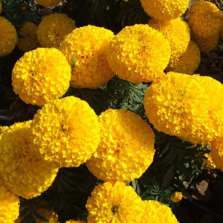 Yellow Marigold Flower Seeds – Heirloom, Non-GMO, High Germination Organic Seeds