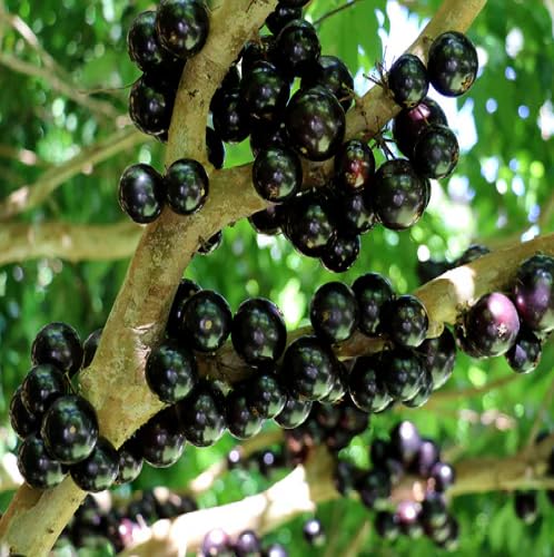 Black Jaboticaba Seeds – Heirloom, Non-GMO, High Germination Organic Garden Seeds