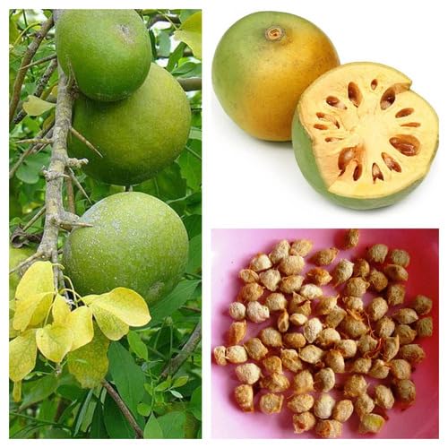Green Marmelos Seeds – Heirloom, Non-GMO, High Germination Organic Garden Seeds