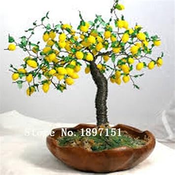 yellowlemontreeheirloomnongmo flower seeds