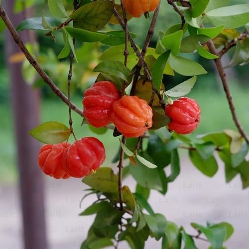 Surinam-Samen Rot – Alte Sorte, gentechnikfrei, hohe Keimrate, Bio-Gartensamen zum Pflanzen