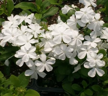 Plumbago Flower Seeds – Heirloom, Non-GMO, High Germination Organic Garden Seeds for Planting Seeds for Planting