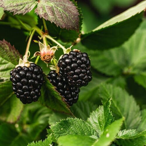 Blackberry Seeds – Heirloom, Non-GMO, High Germination Organic Garden Seeds